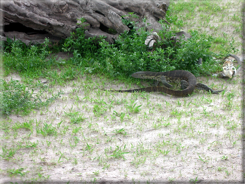 foto Parco nazionale del Chobe